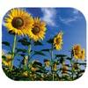 Fellowes sunflowers nature design mouse pad, 9-1/4w x 8d x 1/4h